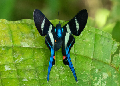 The butterfly Rhetus arcius huana photographed in Ecuador