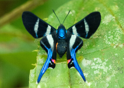 The butterfly Rhetus arcius huana photographed in Ecuador