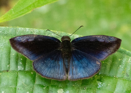 The butterfly Anastrus neaeris photographed in Talag,Ecuador