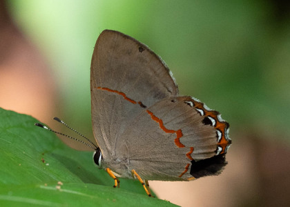 The butterfly Pelolasia mirania photographed in Talag,Ecuador