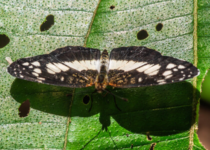 The butterfly Castilia ofella photographed in Talag,Ecuador