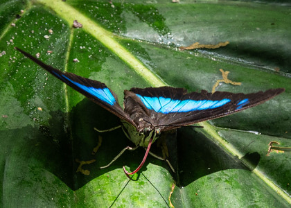 The butterfly Archaeoprepona demophoon andicola photographed in Ecuador