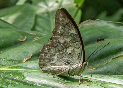 The butterfly Archaeoprepona demophoon andicola photographed in Talag,Ecuador