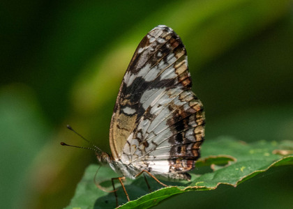 The butterfly Castilia ofella photographed in Ecuador