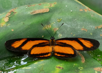 The butterfly Eresia perna mylitta photographed in Ecuador