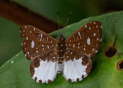 The butterfly Ithomiola cf. orpheus photographed in Ecuador
