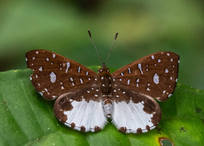 The butterfly Ithomiola cf. orpheus photographed in Ecuador