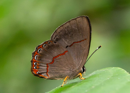 The butterfly Pelolasia eumedia photographed in Talag,Ecuador