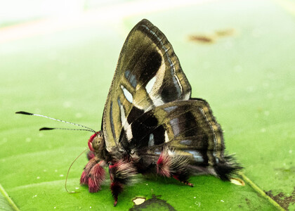 The butterfly Anteros renaldus photographed in Ecuador
