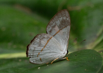 The butterfly Erythia teleclus photographed in Ecuador