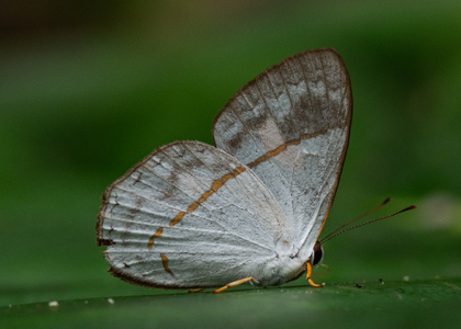 The butterfly Erythia teleclus photographed in Ecuador