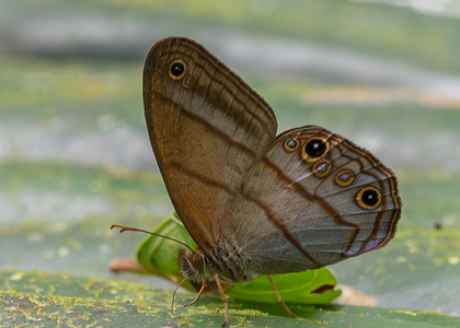 The butterfly Amiga arnaca photographed in Ecuador