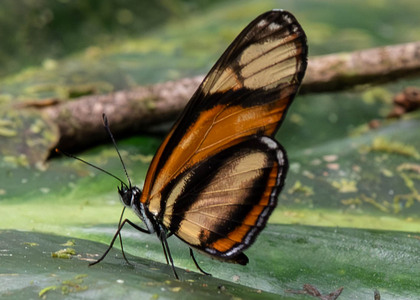 The butterfly Eresia perna mylitta photographed in Ecuador