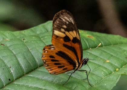 The butterfly Eresia pelonia photographed in Ecuador