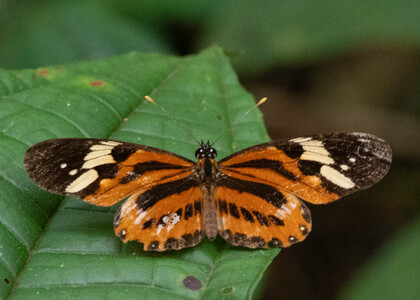 The butterfly Eresia pelonia photographed in Ecuador