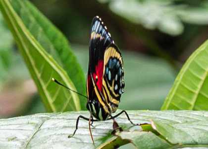 The butterfly Catagramma pyracmon peristera (aberrant) photographed in Ecuador