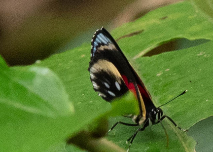 The butterfly Catagramma pyracmon peristera (aberrant) photographed in Ecuador