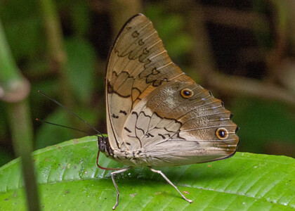 The butterfly Prepona laertes photographed in Ecuador