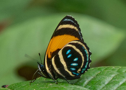 The butterfly Callicore lyca photographed in Ecuador