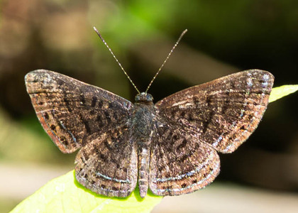 The butterfly Charis anius photographed in Ecuador