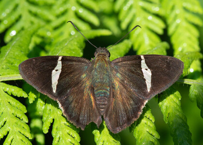 The butterfly Cecropterus longipennis photographed in Ecuador
