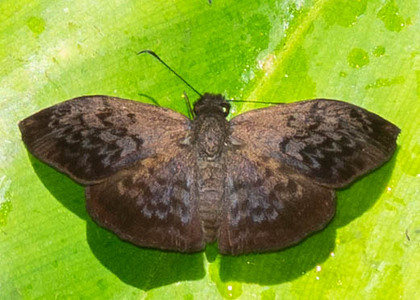 The butterfly Camptopleura auxo photographed in El Capricho,Ecuador