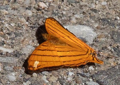 The butterfly Marpesia berania photographed in Ecuador