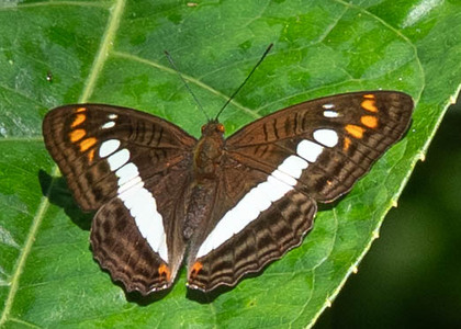 The butterfly Adelpha alala negra photographed in Ecuador