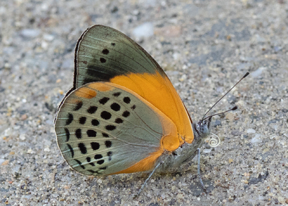 The butterfly Asterope markii photographed in Ecuador