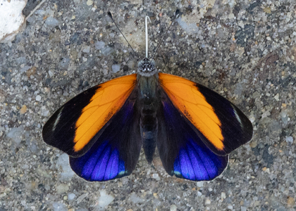 The butterfly Asterope markii photographed in Ecuador