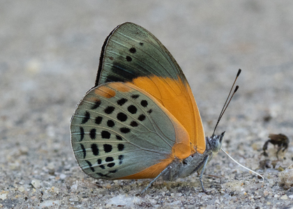 The butterfly Asterope markii photographed in Ecuador