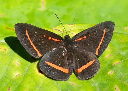 The butterfly Amarynthis meneria photographed in Ecuador