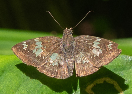 The butterfly Xenophanes tryxus photographed in Ecuador