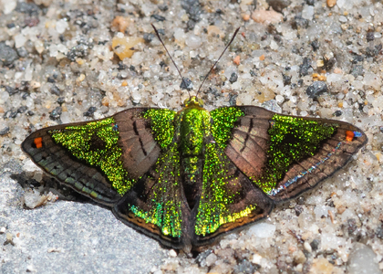 The butterfly Caria castalia photographed in Ecuador