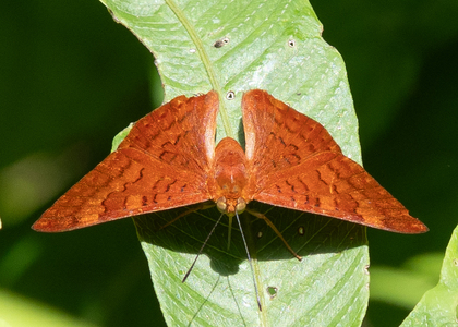 The butterfly Emesis mandana photographed in Ecuador