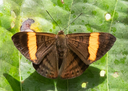 The butterfly Emesis cypria photographed in Ecuador