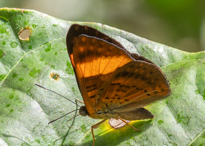 The butterfly Emesis cypria photographed in Ecuador