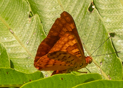 The butterfly Emesis mandana photographed in Ecuador