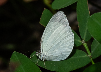 The butterfly Eurema albula photographed in Ecuador