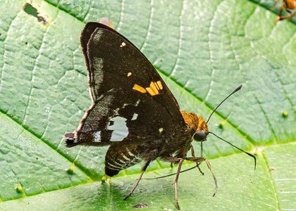 The butterfly Epargyreus photographed in El Capricho,Ecuador