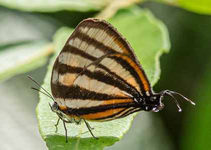 The butterfly Arawacus separata photographed in Ecuador