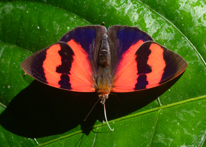 The butterfly Temenis pulchra pallidor photographed in Ecuador