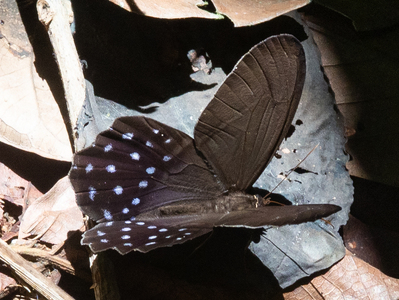 The butterfly Pierella lena photographed in Ecuador