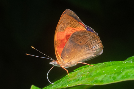 The butterfly Temenis pulchra pallidor photographed in Ecuador