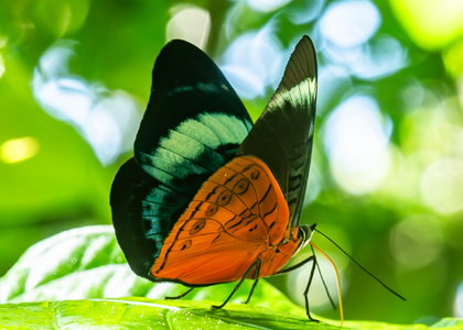 The butterfly Panacea regina photographed in Ecuador
