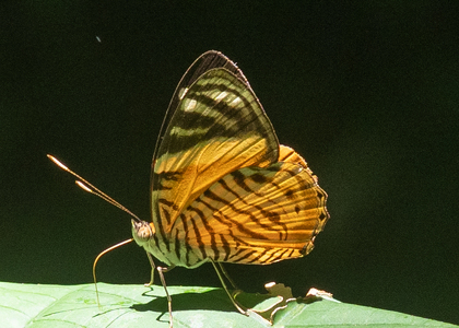 The butterfly Tigridia acesta photographed in Ecuador