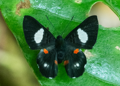 The butterfly Cyrenia martia photographed in Ecuador