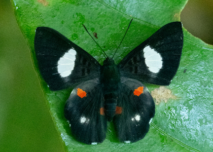 The butterfly Cyrenia martia photographed in Ecuador