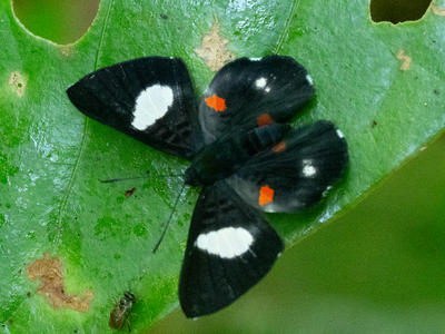 The butterfly Cyrenia martia photographed in Ecuador