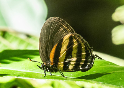 The butterfly Thestius meridionalis photographed in El Capricho,Ecuador